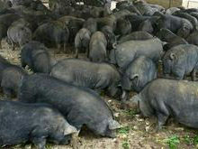 黑山猪.jpg